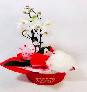 Salon Des Fleurs- Orchid in a Box